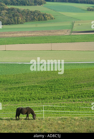 Pferde weiden auf grüner Weide Stockfoto