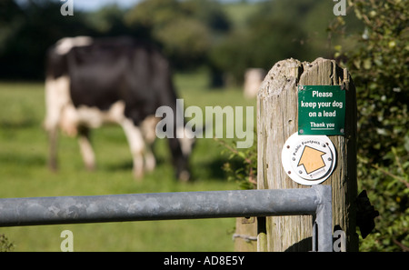 Ein öffentlicher Fußweg Schild an einem Pfosten mit Rindern im Feld hinter Worcestershire England UK Stockfoto