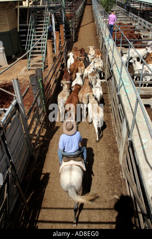 Eine australische Jackeroo in Aktion bei einem Vieh-Verkauf Stockfoto