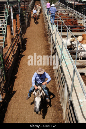 Eine australische Jackeroo in Aktion bei einem Vieh-Verkauf Stockfoto