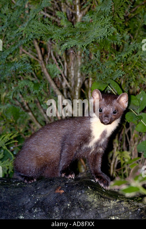 Fotografieren mit Blitz einer Nacht Besuch von Baummarder in Badenoch und Strathspey Schottland in einen Garten Stockfoto