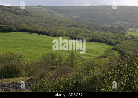 Eine Weide, die umgeben von Wald und Hügeln mit Vieh weidete auf dem leuchtenden grünen Rasen in der späten Nachmittagssonne Stockfoto