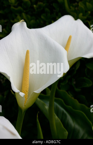 Zwei Calla-Lilien in voller Blüte gegen ein dunkelgrünes Laub Hintergrund Achill Island County Mayo, Irland Stockfoto