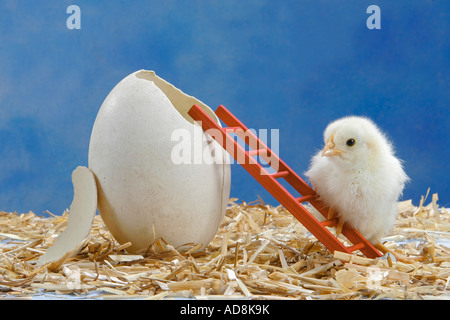 Küken auf Leiter neben Ei Stockfoto