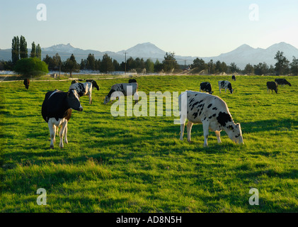 Holstein Kühe Gras weiden bei Sonnenuntergang in Oregon USA Stockfoto