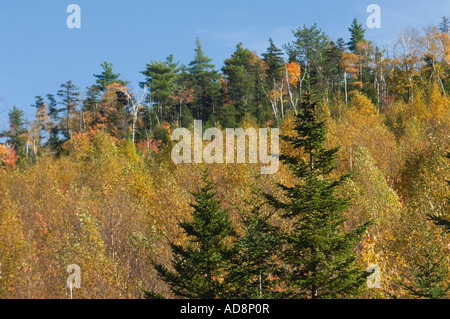 Herbst Farbe auf Albany Berg in den White Mountains National Forest in Maine. Digitale Fotografie Stockfoto