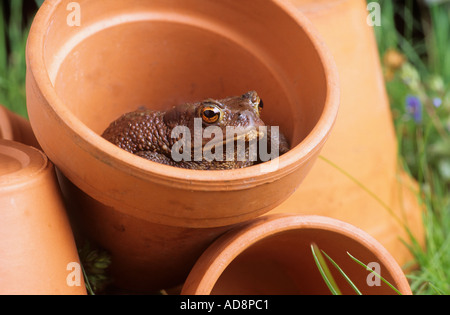 Kröte im Blumentopf Stockfoto