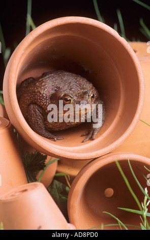 Kröte im Blumentopf Stockfoto