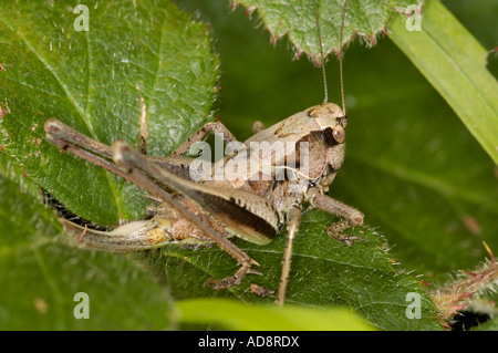 Dunkle Bush Cricket Pholidoptera griseoaptera Stockfoto