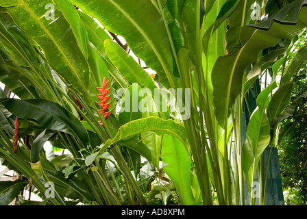 Paradiesvogelblume Pflanze Stockfoto