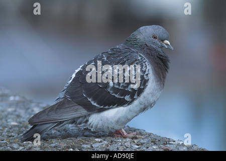Wilde Taube auf der Hafenmauer. Watchet. Somerset. England Stockfoto