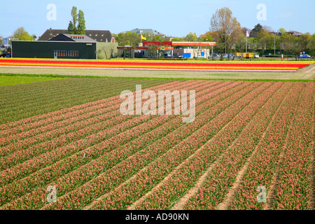 Bereich der Tulpen in der Nähe von Gärten der Keukenhof in Lisse, Niederlande; Niederlande Stockfoto