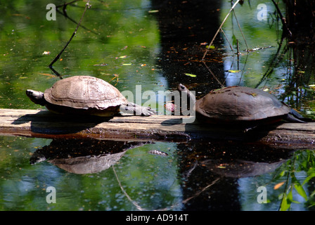 Gelbe bauchige Slider Schildkröten sonnen sich am Baumstamm im Sonnenschein am First Landing State Park Virginia Beach USA Amerika Stockfoto