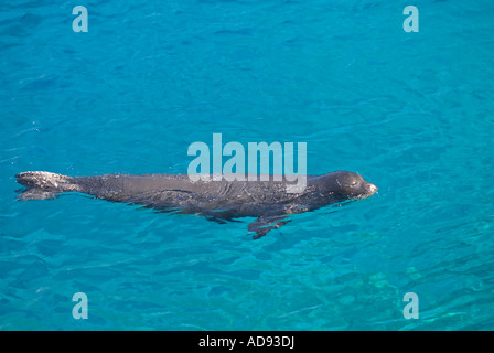 Vom Aussterben bedrohte Arten Mittelmeer-Mönchsrobben Dichtung, Monachus Monachus, männliche schwimmen entlang Kap Gelidonya, Türkei. Stockfoto
