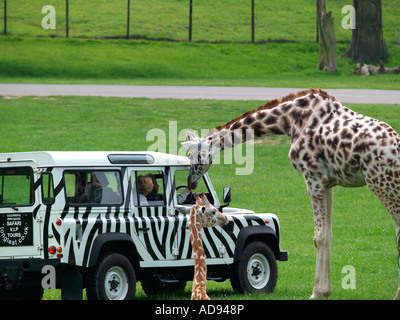 Rothschild-Giraffen putting Kopf im Fenster von Land Rover lackiert mit schwarzen und weißen Zebra Streifen Markierungen Longleat Safari park Stockfoto