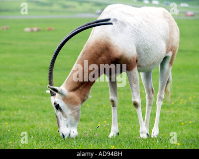 Scimitar horned Oryx in Longleat Safari Park Wiltshire UK Stockfoto