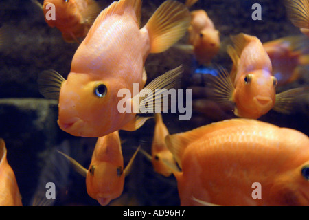 Goldfische Carassius Auratus, Aquarium in Peking, China Stockfoto