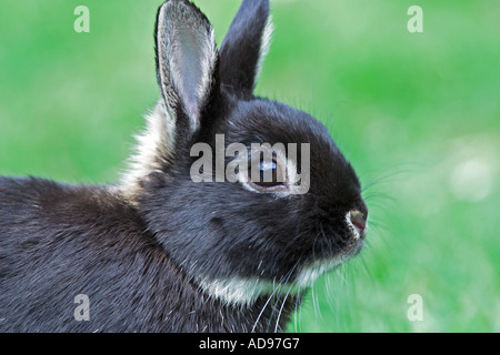 Ein niederländisches Zwergkaninchen auf dem Rasen im Garten. UK Stockfoto