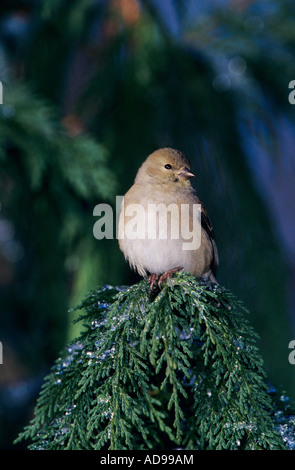 Amerikanische Stieglitz Zuchtjahr Tristis Erwachsenen Winterkleid Burlington North Carolina USA Januar 2005 Stockfoto
