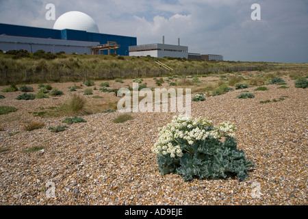 Meerkohl Crambe Maritima Sizewell Suffolk UK Stockfoto