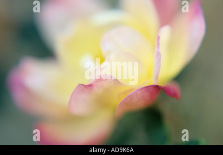 Nahaufnahme von oben und seitlich ein Blütenstand der Semi double Floribunda Rose oder Rosa Stockfoto