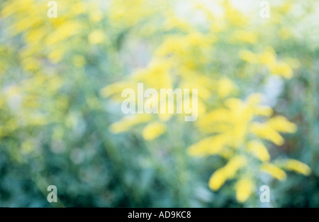 Impressionistische Blütenköpfchen Stengel und Blätter der Goldrute oder Solidago im Spätsommer Stockfoto