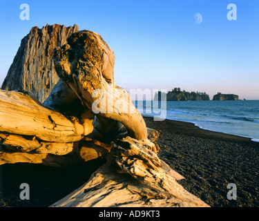 USA - WASHINGTON STATE: Rialto Strand und Insel in Olympic Nationalpark Stockfoto