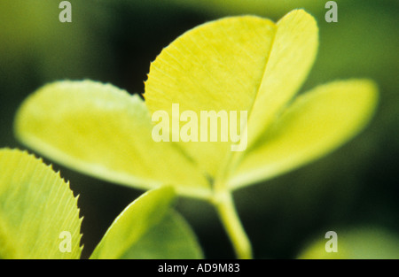 Nahaufnahme von unterhalb eines einzigen Stammes mit drei Flugblätter der weißen oder Niederländisch Klee oder Trifolium Repens Stockfoto