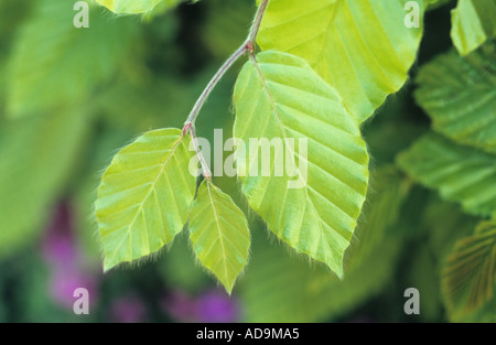 Nahaufnahme von frischen jungen grünen Blätter der Rotbuche oder Fagus Sylvatica mit Hainbuche oder Carpinus Betulus und Aubretia hinter Stockfoto