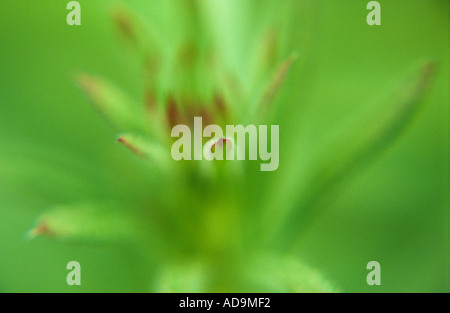 Nahaufnahme Detail aus frischen grünen Triebe der Hackmesser oder Klettenlabkraut oder Skorbut Grass Galium aparine Stockfoto