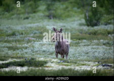 Elche, Alces alces, an einem frühen Sommermorgen an Fokstumyra Nature Reserve, Dovre, Norwegen. Stockfoto