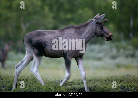 Elche, Alces alces, an einem frühen Sommermorgen an Fokstumyra Nature Reserve, Dovre, Norwegen. Stockfoto