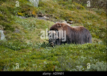 Großen Moschusochsen Bull im Dovrefjell Nationalpark, Dovre, Norwegen. Stockfoto