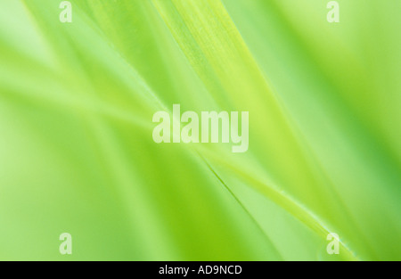 Klangschöne Nahaufnahme von hinterleuchteten frische junge grüne Grashalme Stockfoto