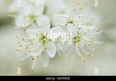 Nahaufnahme der Blüten der Schlehe oder Prunus Spinosa im zeitigen Frühjahr Stockfoto