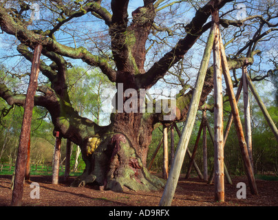 Major Oak, Sherwood Forest, Nottinghamshire, England, UK Stockfoto