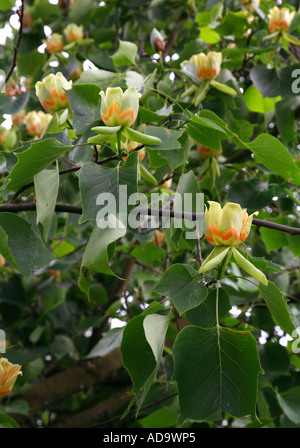 Tulpenbaum Liriodendron tulipifera Stockfoto