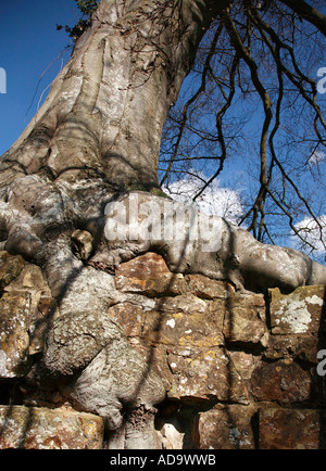 Buche hinter dem Hochaltar Bayham Abbey Ruinen Kent Weald Stockfoto