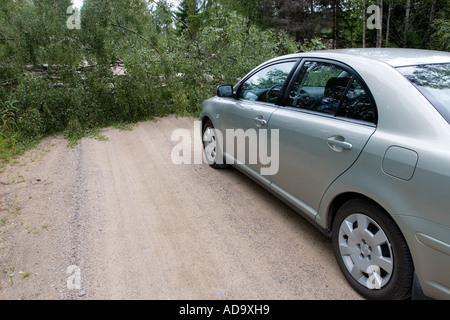 Toyota Avensis und einer gefallenen Birke, die blockiert die Straße, Finnland Stockfoto