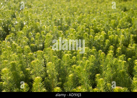 Inventar von Fichtenknödel ( picea abies ) in Baumschule bereit, transportiert und gepflanzt werden , Finnland Stockfoto