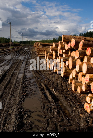 Kiefer ( pinus sylvestris ) Baumstämme warten auf den Transport am Rande einer schlammigen Straße im finnischen Holzhof, Finnland Stockfoto