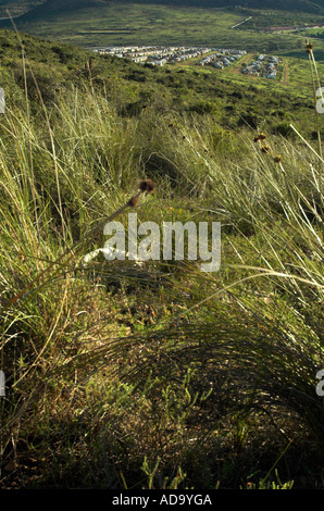 Grahamstown, Eastern Cape, Südafrika. Stockfoto