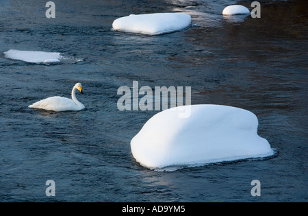 Überwinterung Singschwan ( Cygnus cygnus ) im offenen Fluss im Winter, Finnland Stockfoto