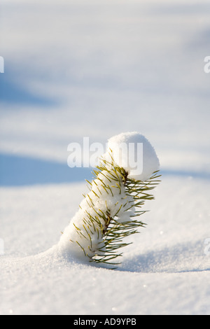 Kleine Kiefer (pinus sylvestris) Sling halb in frischen Neuschnee begraben, Finnland Stockfoto