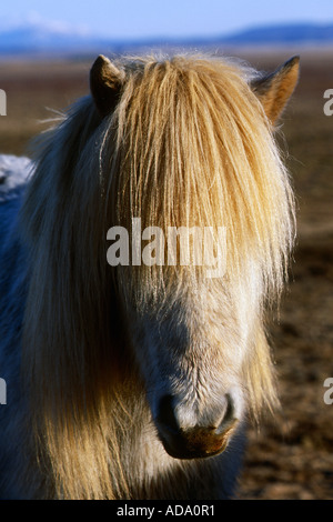 Isländisches Pferd, Island Pony (Equus Przewalskii F. Caballus), Island Stockfoto