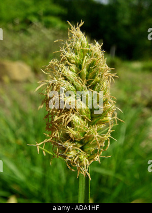 falsche Fuchs-Segge (Carex Otrubae), Blütenstand Stockfoto