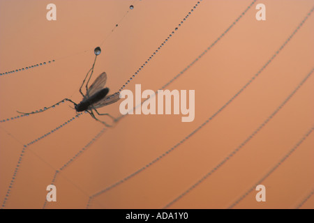 Fliegen Sie mit Spinnennetz, Deutschland Stockfoto