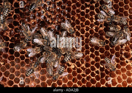 Honigbiene, Bienenkorb Biene (Apis Mellifera Mellifera), Gruppe von Tieren auf Waben, Deutschland, Nordrhein-Westfalen Stockfoto