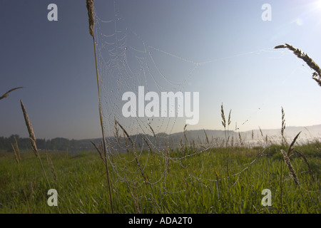 Spinnennetz mit Tautropfen auf Wiese, Deutschland Stockfoto