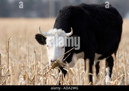 Eine Nahaufnahme von einem grasende Kuh schwarz im ländlichen Nebraska, USA. Stockfoto